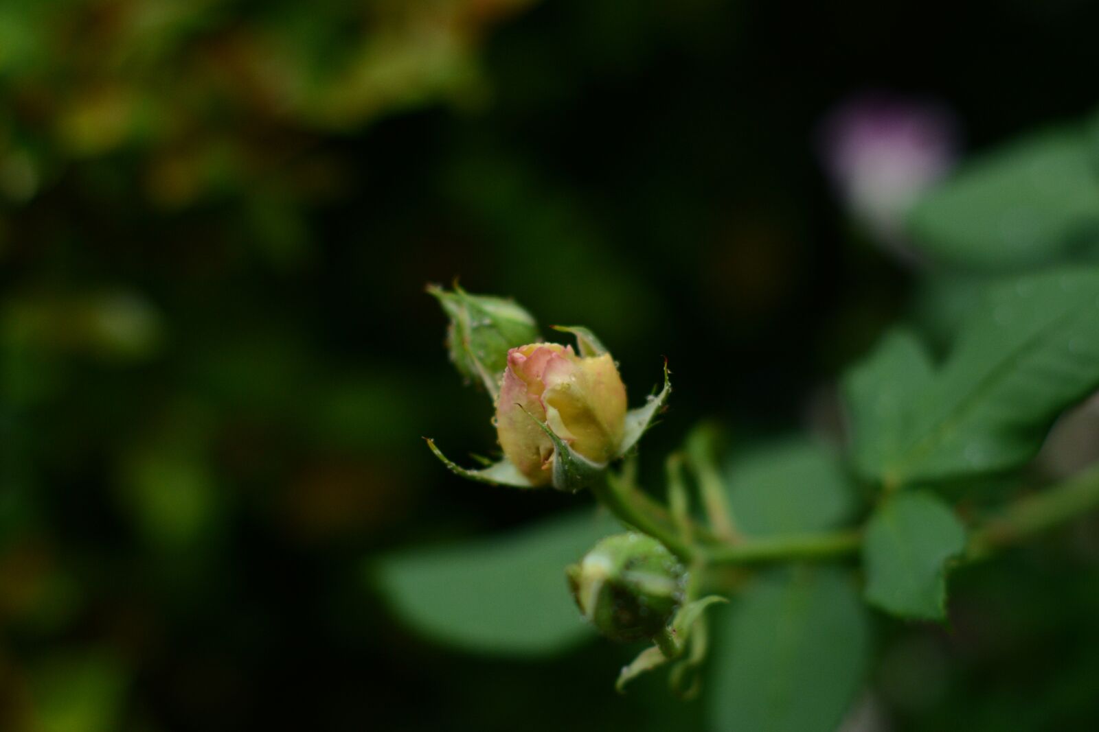 Nikon D7100 sample photo. Flower, yellow, rose photography