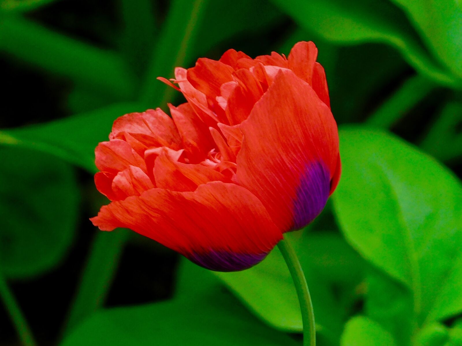 Nikon Coolpix B500 sample photo. Red, poppy, flower photography