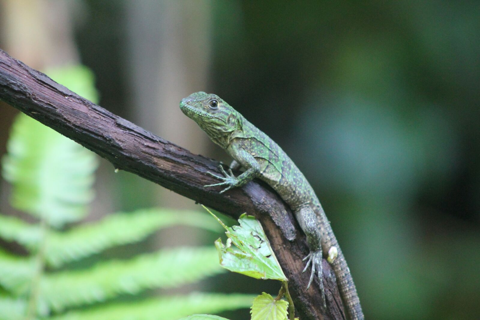 Canon EOS 1100D (EOS Rebel T3 / EOS Kiss X50) sample photo. Nature, fauna, animal photography