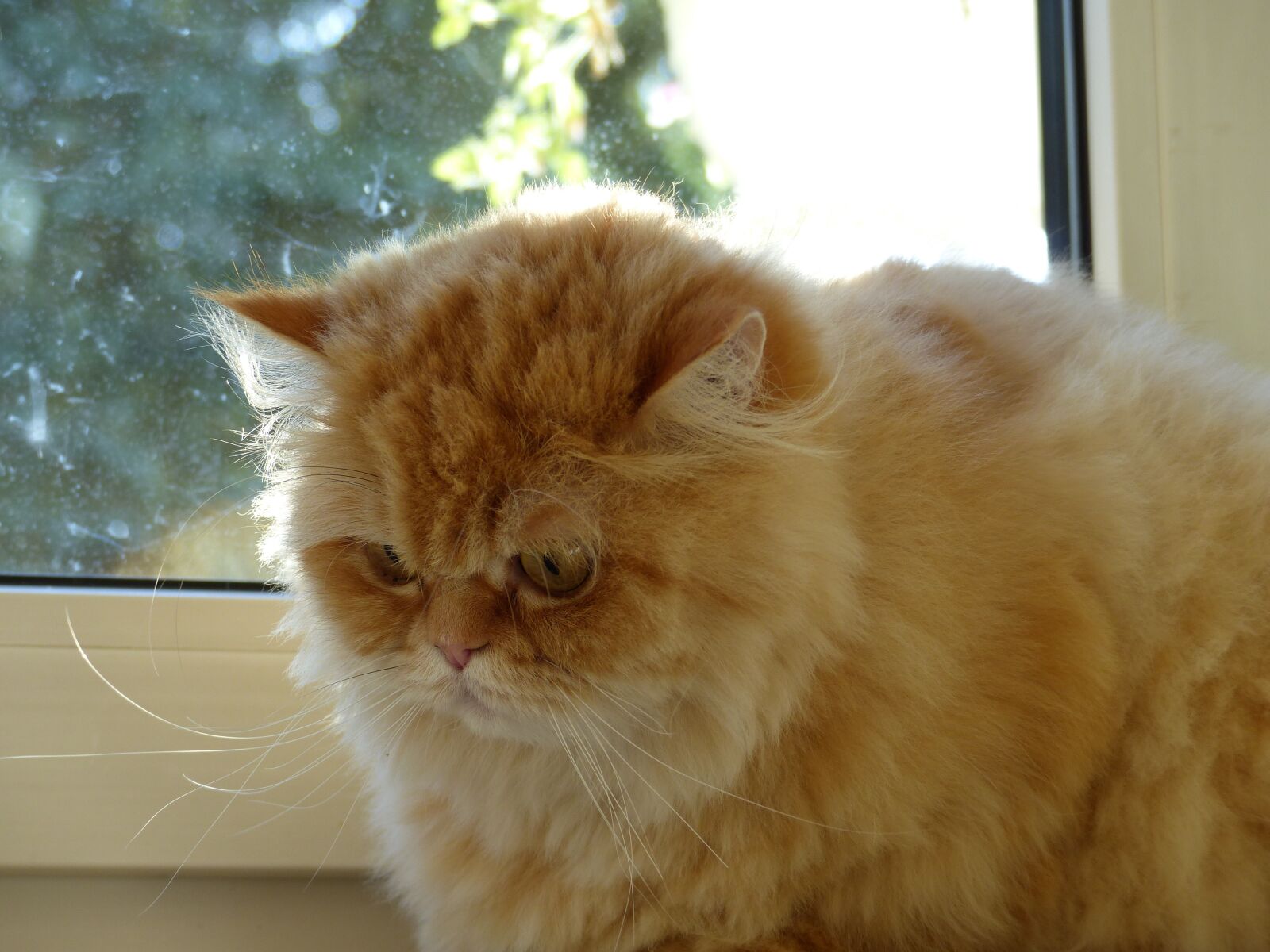 Panasonic Lumix DMC-FZ200 sample photo. Cat, fluffity, cat face photography