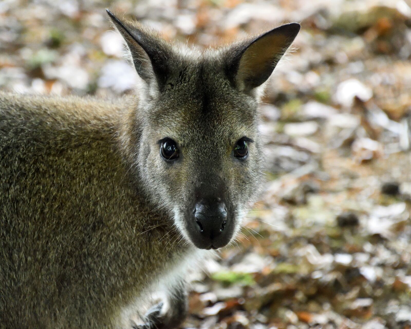 Nikon D500 sample photo. Wallaby de bennet, close photography
