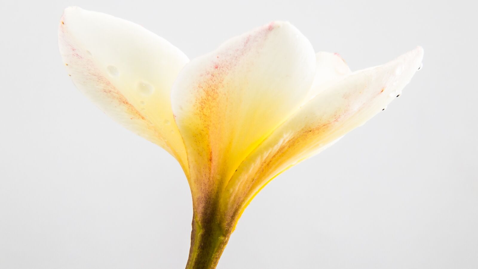 Fujifilm X-S1 sample photo. Flower, blossom, bloom photography