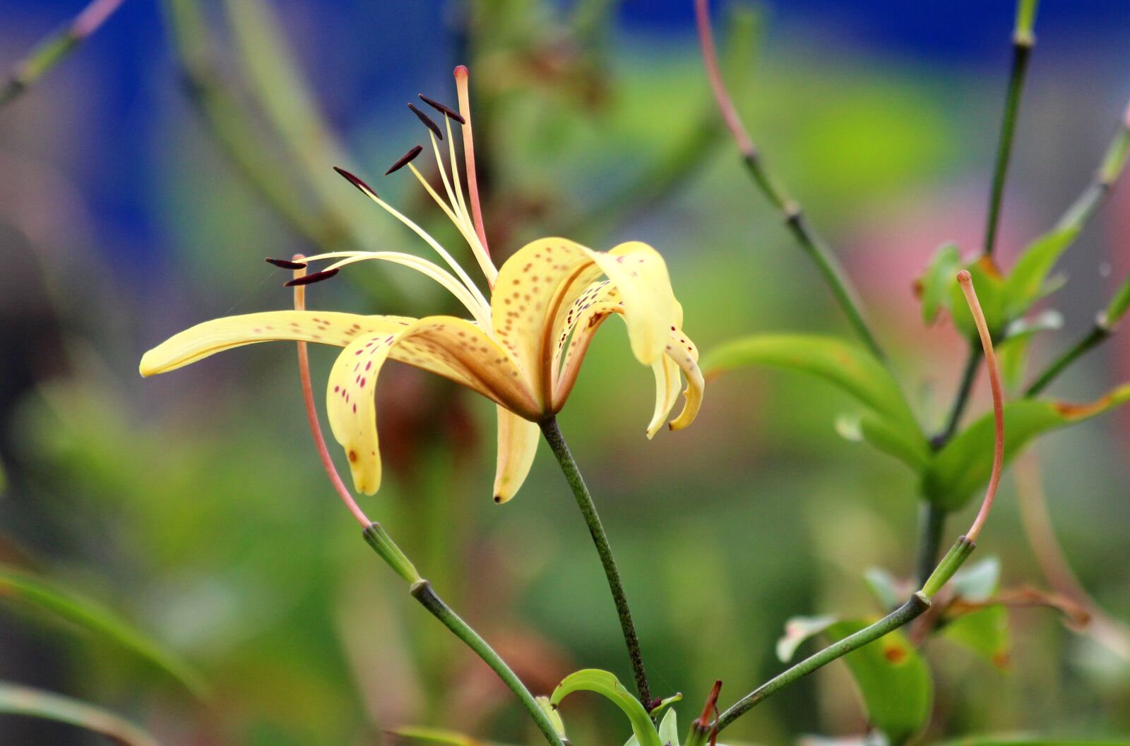 Canon EOS 650D (EOS Rebel T4i / EOS Kiss X6i) sample photo. Yellow lily, yellow wild photography