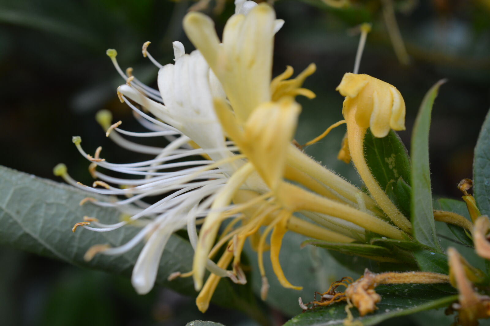 Nikon D3200 sample photo