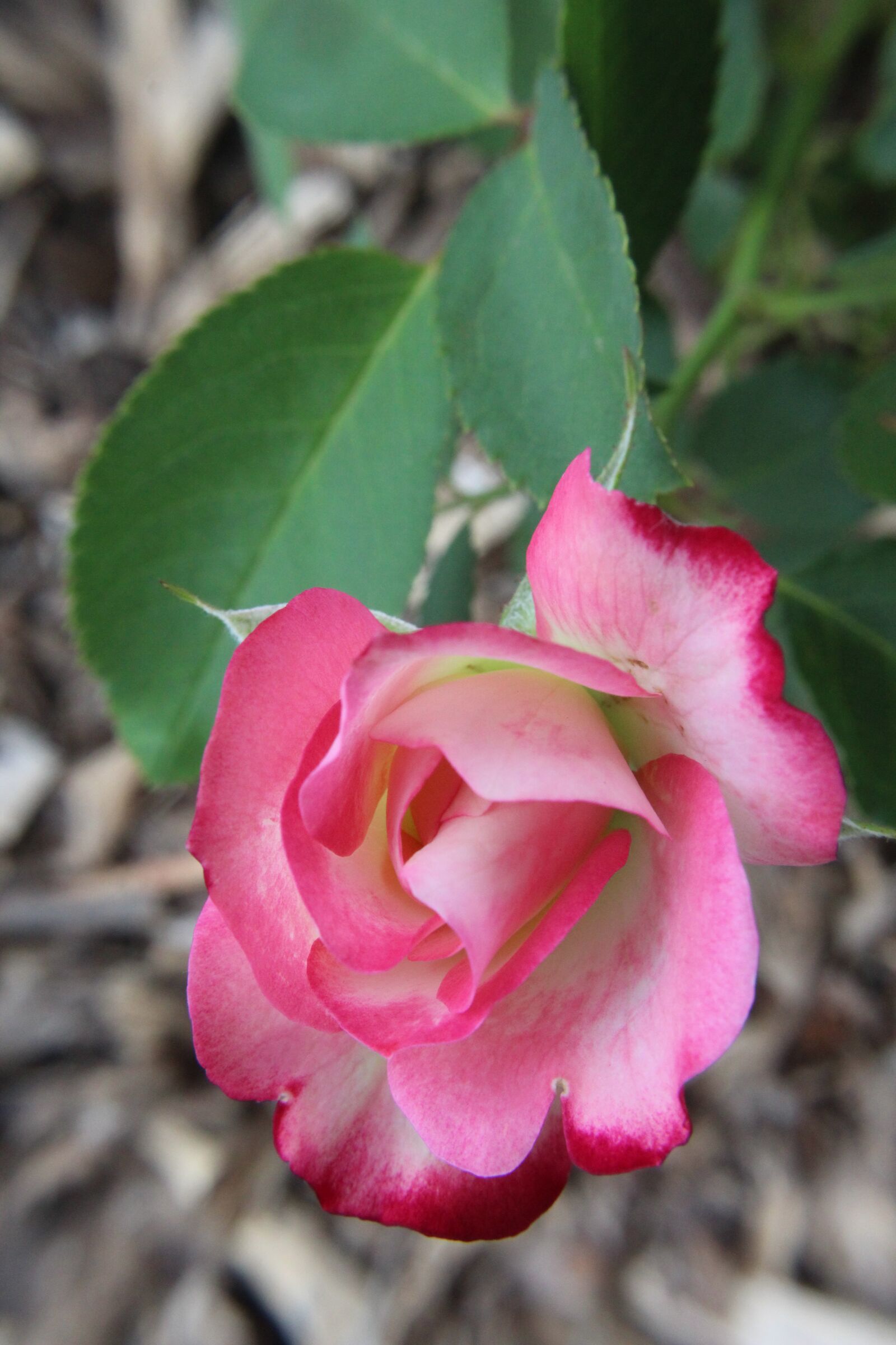 Canon EOS 1300D (EOS Rebel T6 / EOS Kiss X80) sample photo. Vertical, rose, pink photography