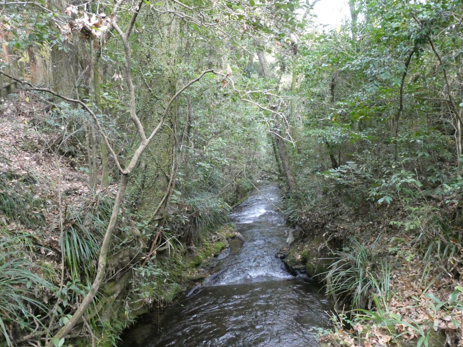 Panasonic Lumix DC-ZS70 (Lumix DC-TZ90) sample photo. River, mountain, woods photography