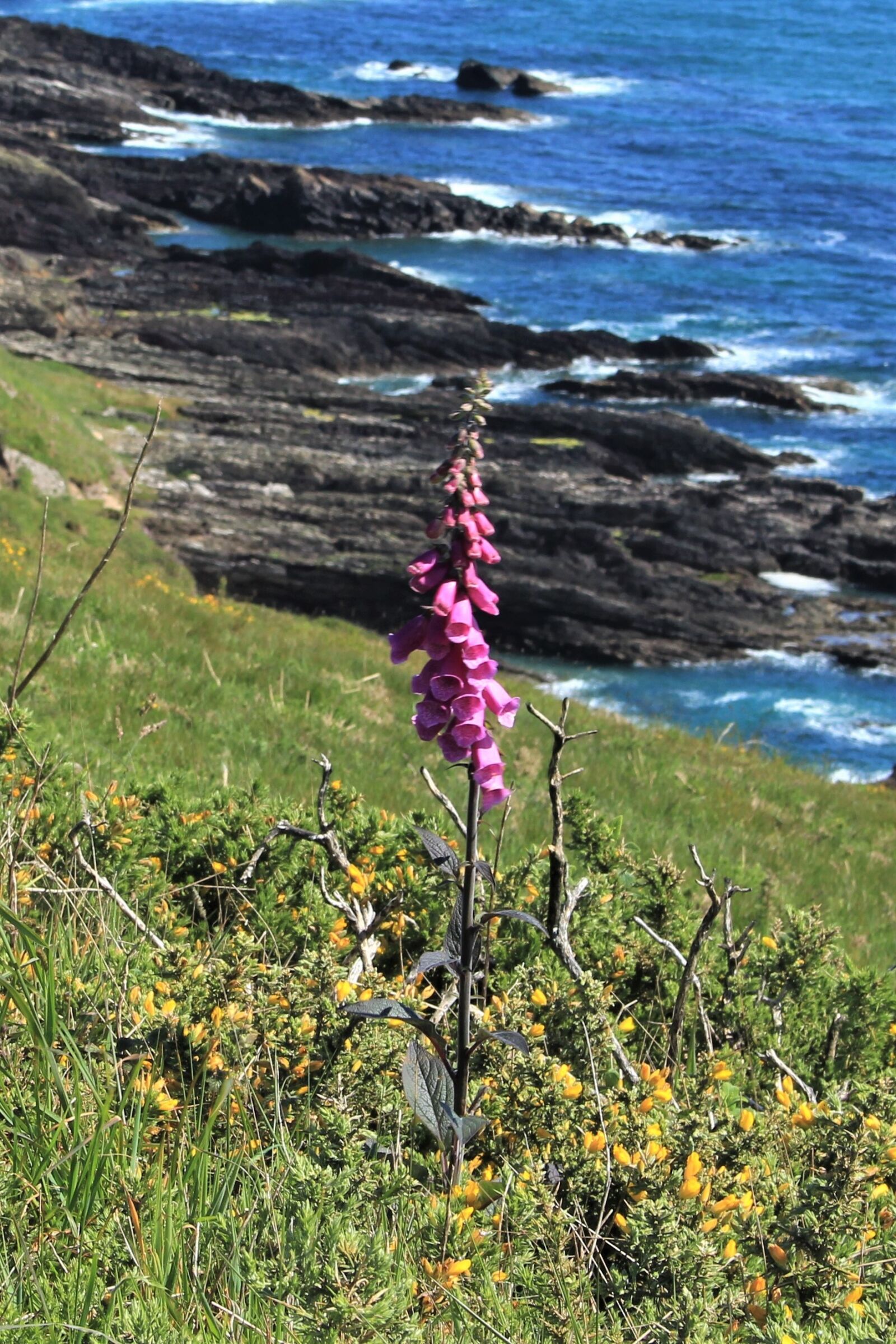 Canon EOS 700D (EOS Rebel T5i / EOS Kiss X7i) sample photo. Foxglove, coast, nature photography