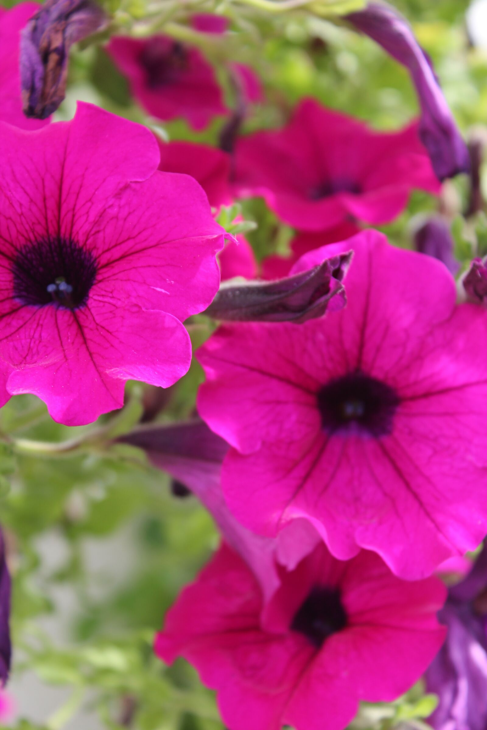 Canon EOS 600D (Rebel EOS T3i / EOS Kiss X5) sample photo. Flowers, pink flowers, bloom photography