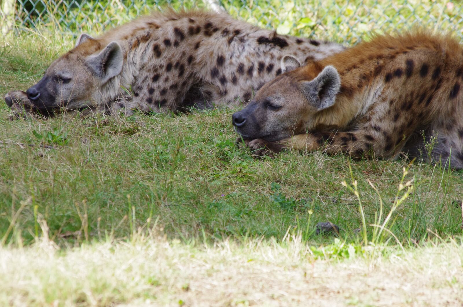 Pentax K-x sample photo. Hyena, hyenas, grass photography
