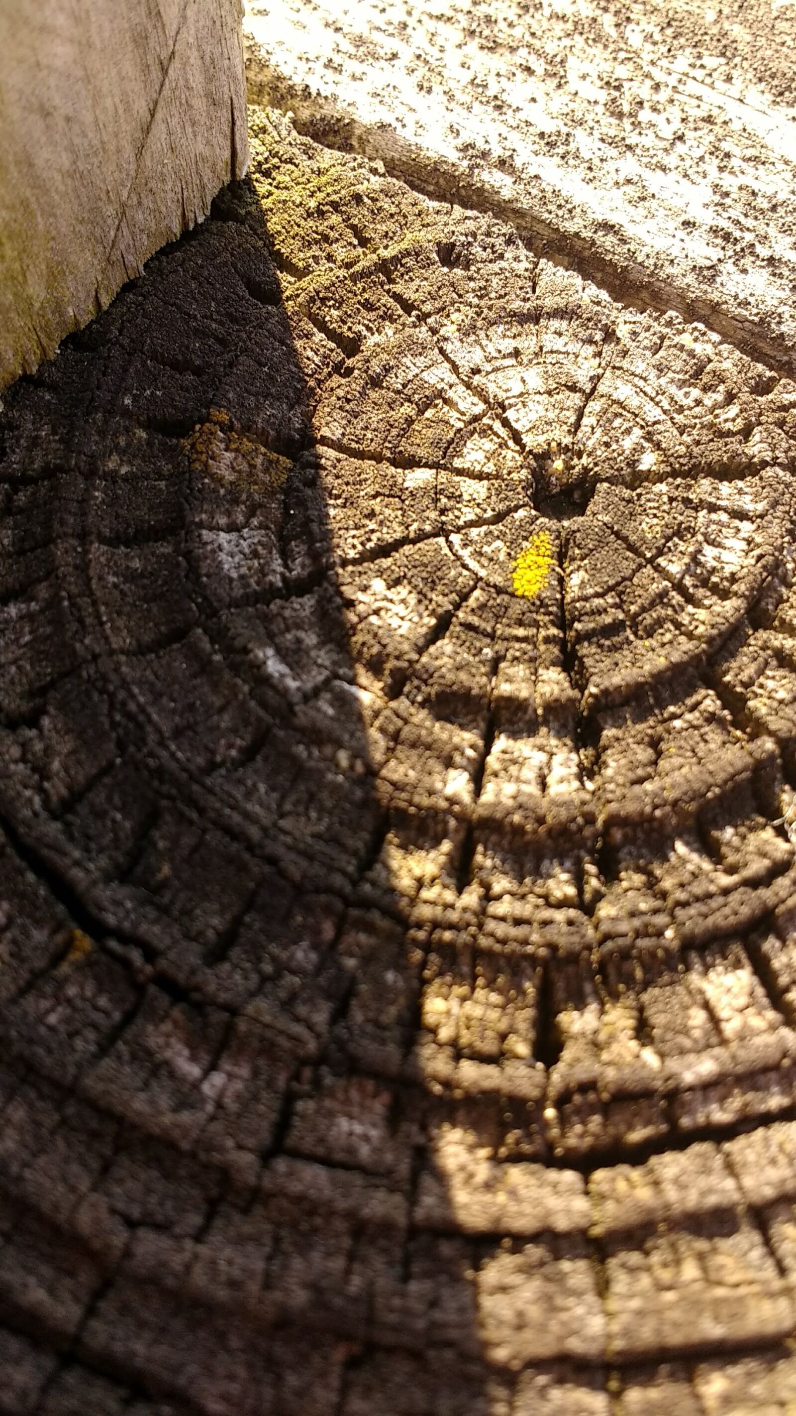 Motorola Moto G (4) sample photo. Tree rings, moss, wood photography