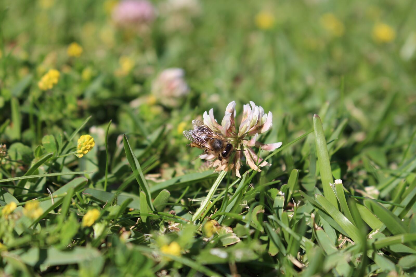 Canon EOS 700D (EOS Rebel T5i / EOS Kiss X7i) + Canon EF-S 18-55mm F3.5-5.6 IS STM sample photo. Nature, flower, bee photography