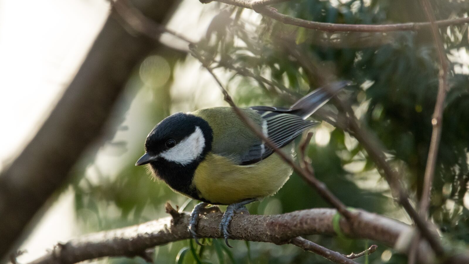 150-600mm F5-6.3 DG OS HSM | Contemporary 015 sample photo. Garden, bird, nature photography