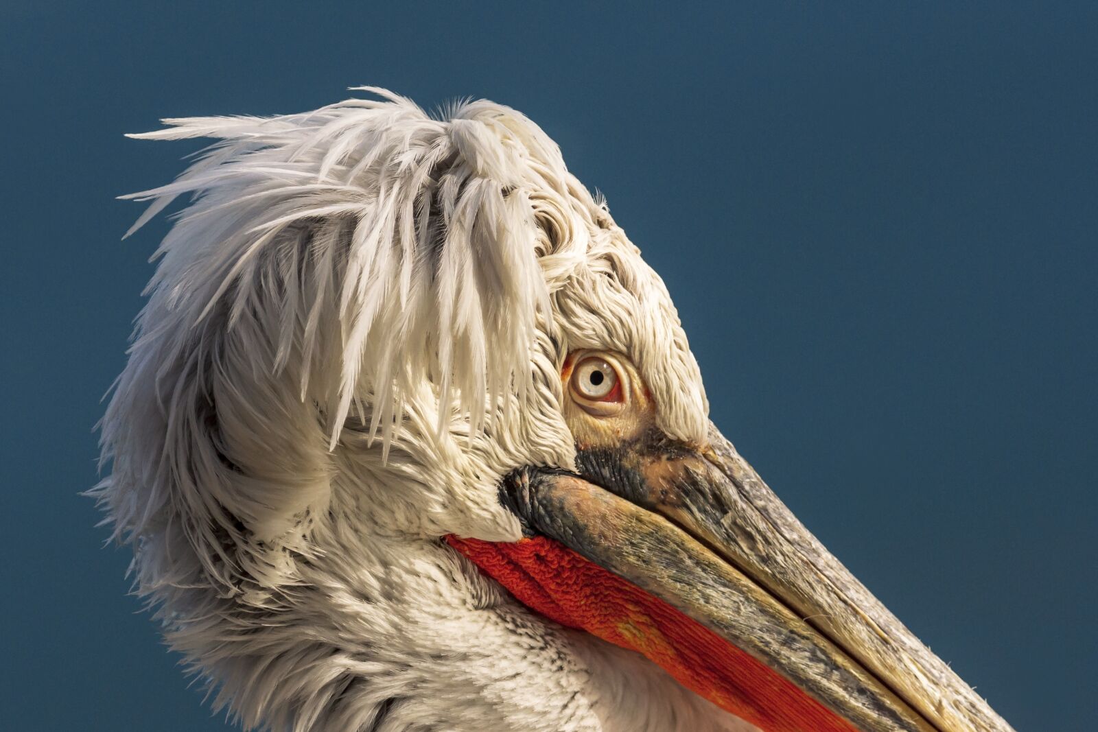Nikon D7200 sample photo. Pelicans, birds, flights photography