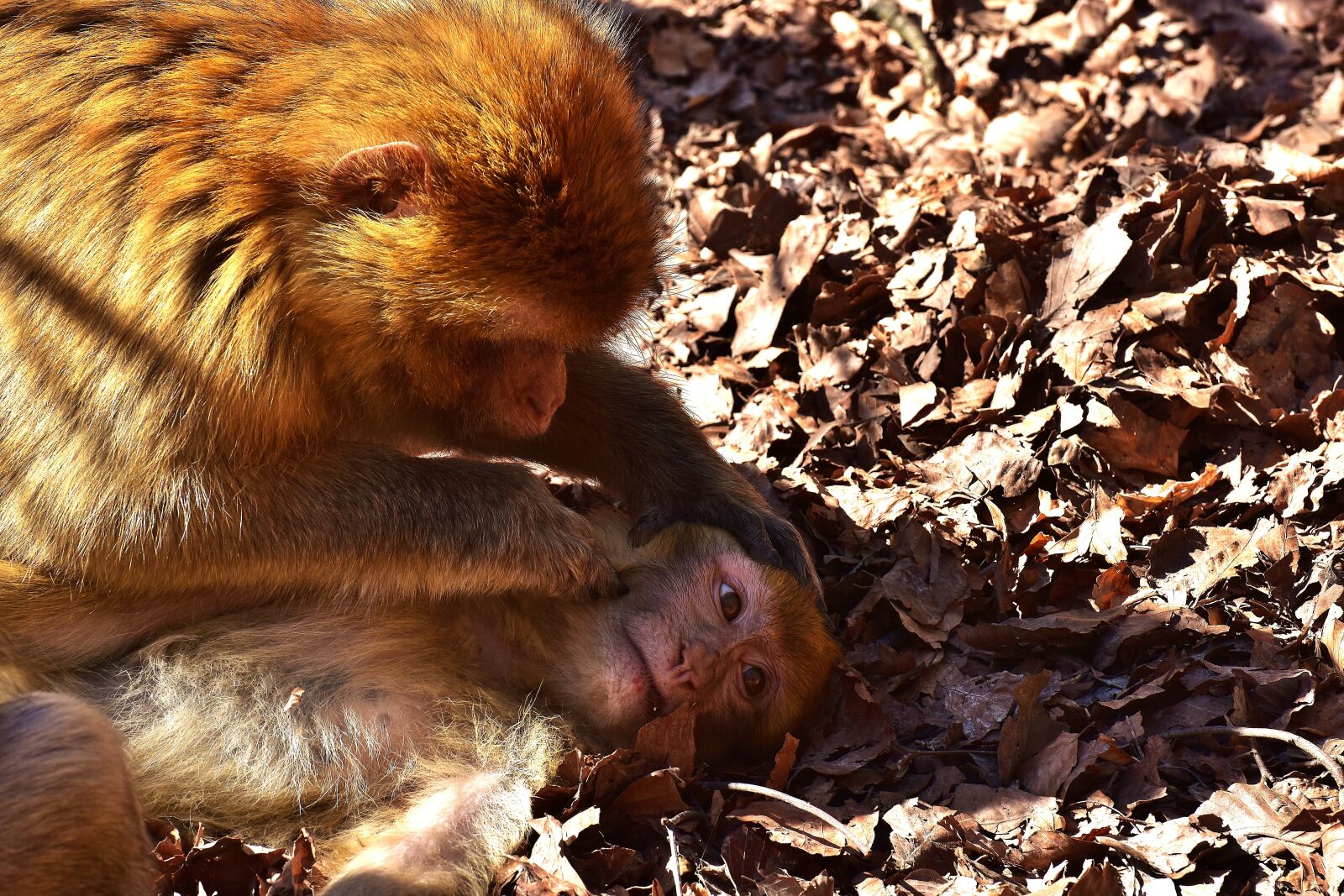 Nikon D7200 sample photo. Berber monkeys, delouse, cute photography