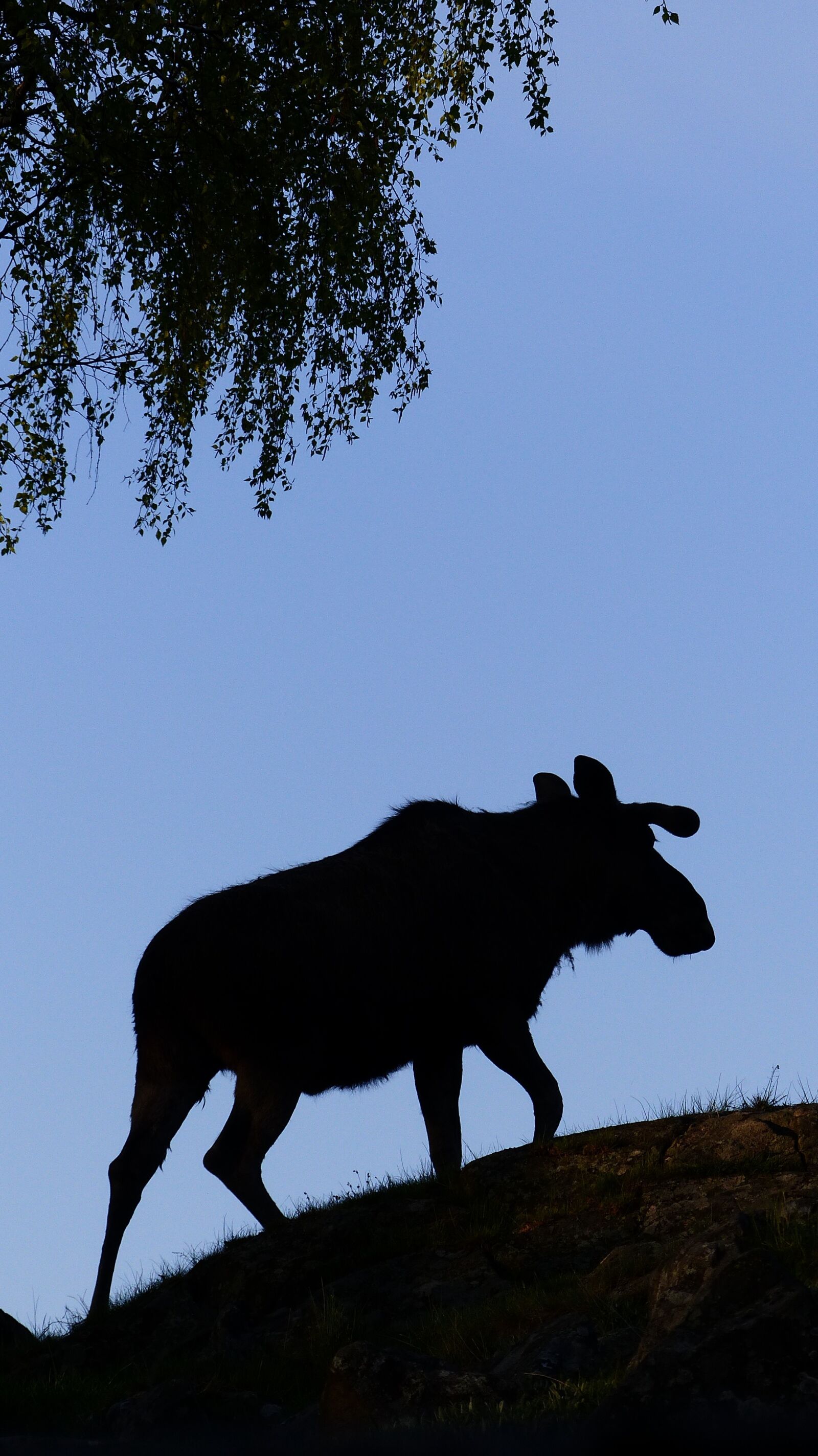 Panasonic Lumix DMC-FZ200 sample photo. Elk, shadow, symbol photography
