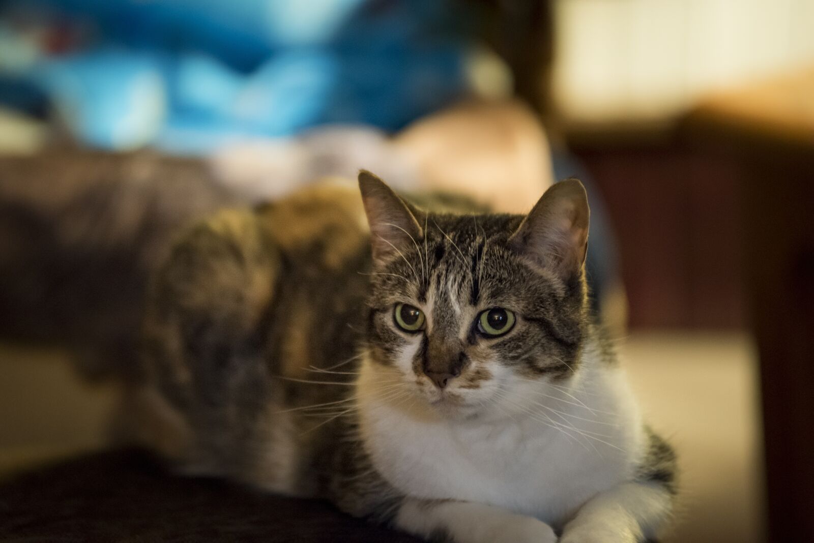 Nikon D810 sample photo. Feline, cat, animal photography