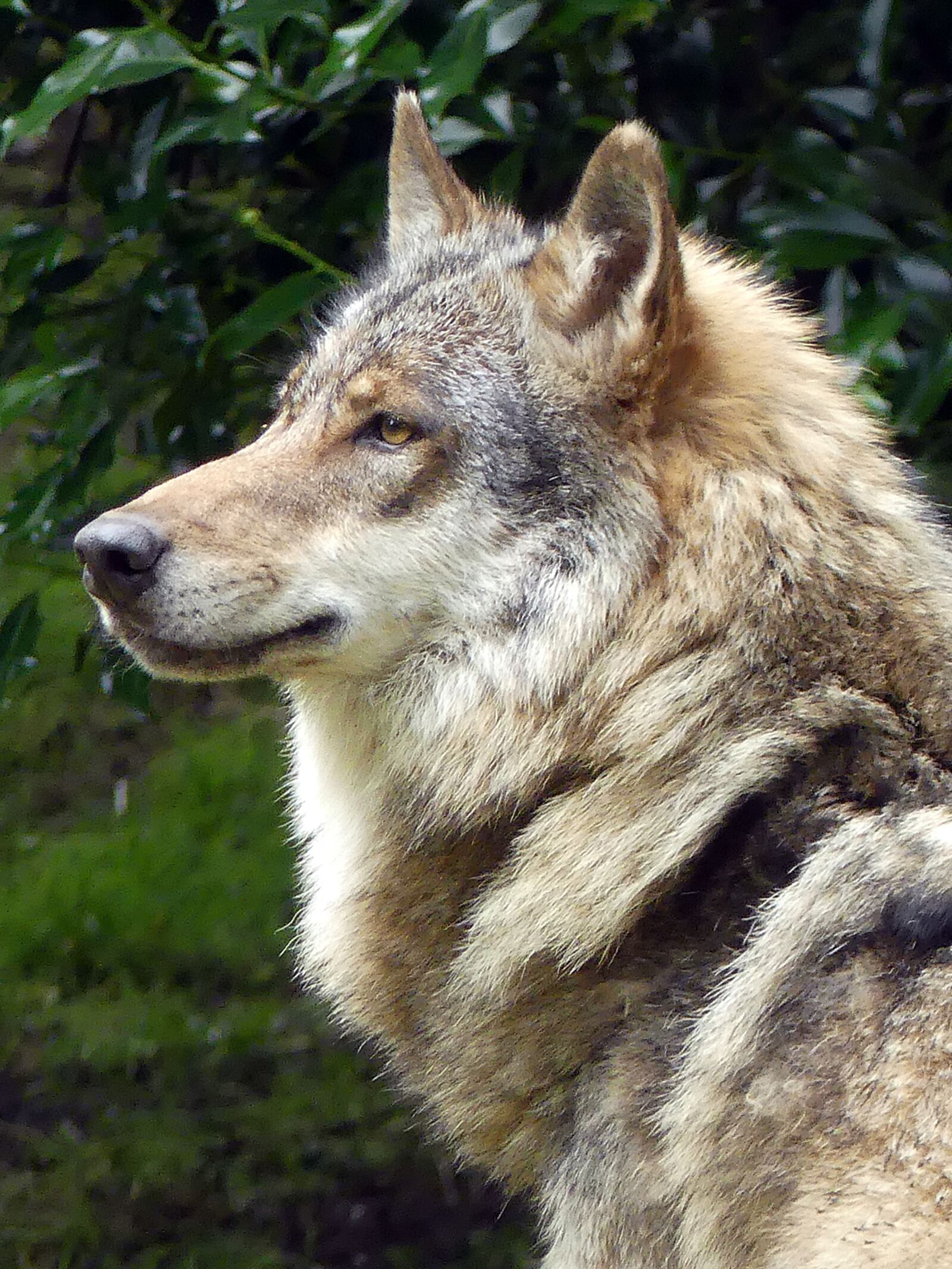 Panasonic Lumix DMC-FZ300 sample photo. Wolf, zoo, european wolf photography