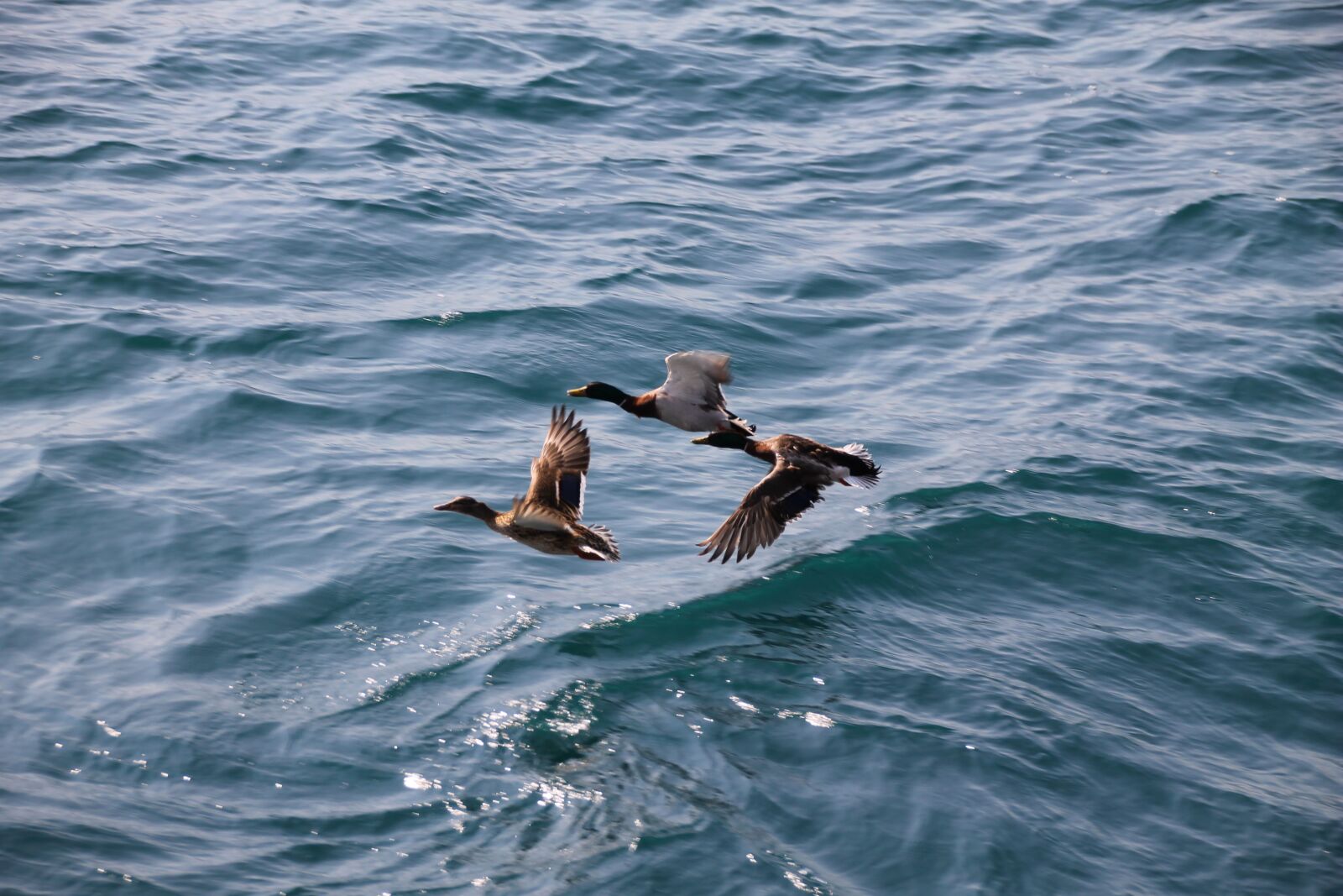 Canon EOS 1100D (EOS Rebel T3 / EOS Kiss X50) sample photo. Ducks, flying, water photography