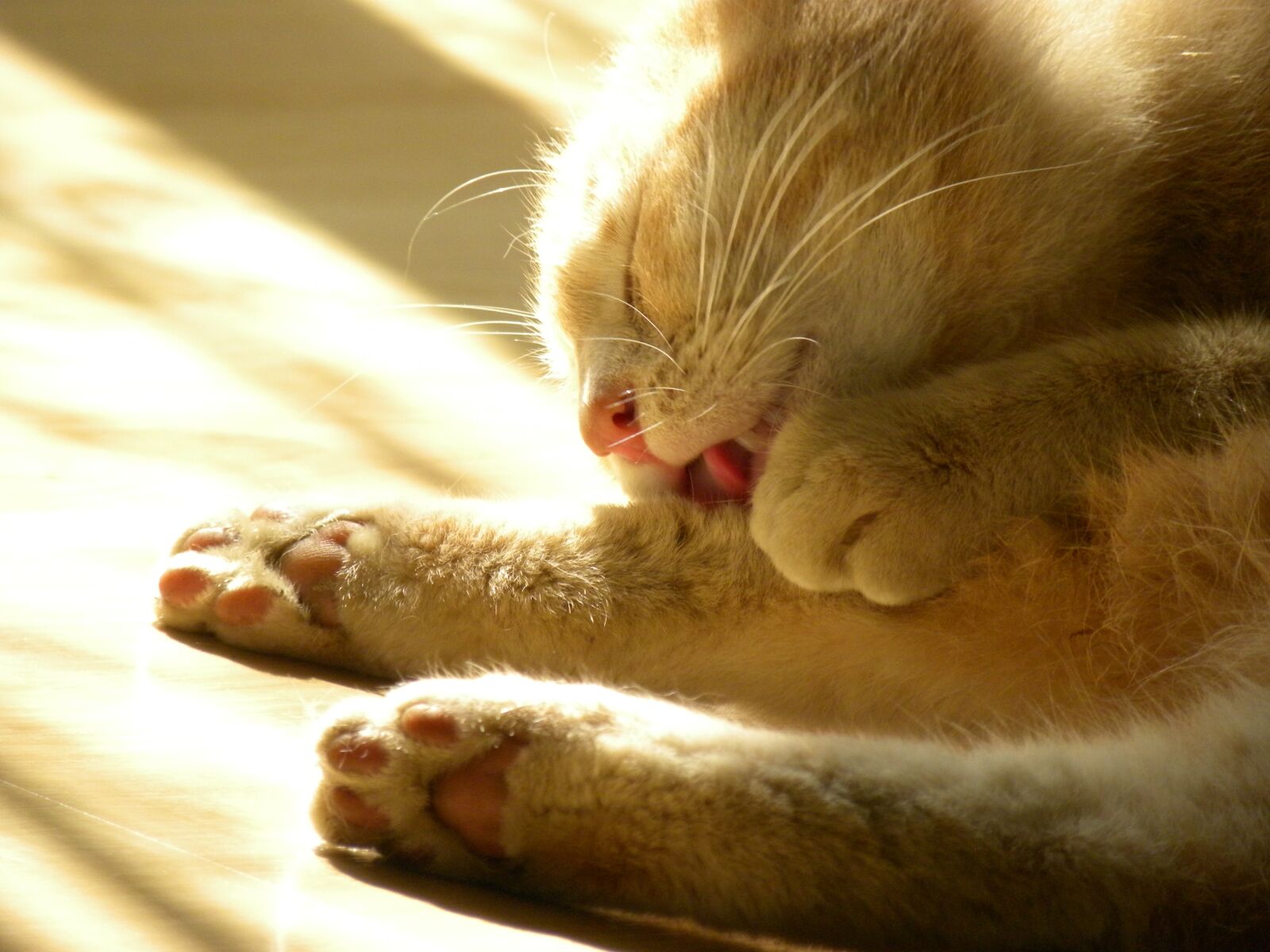 Nikon Coolpix P90 sample photo. Cat, red, feline photography