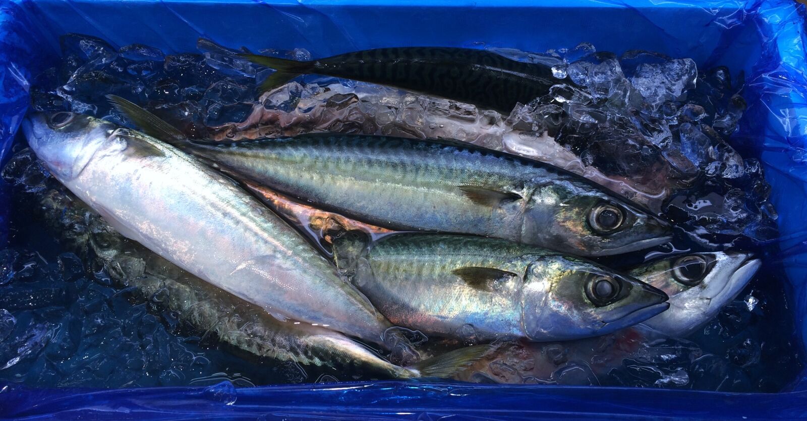iPhone 5s back camera 4.15mm f/2.2 sample photo. Fish, ice, blue photography