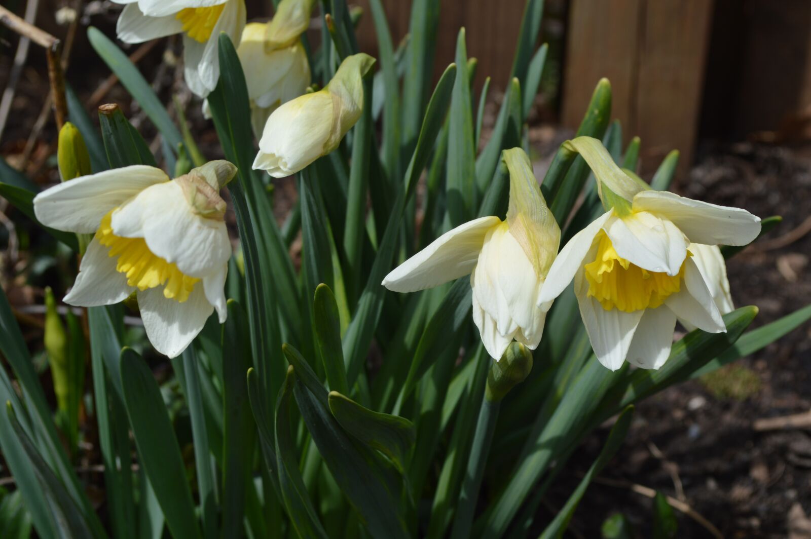 Nikon D3200 sample photo. Daffodils, flowers, spring photography