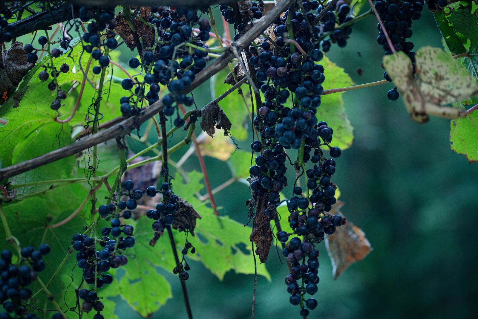 Sony a99 II sample photo. Wild grape, delicious, small photography