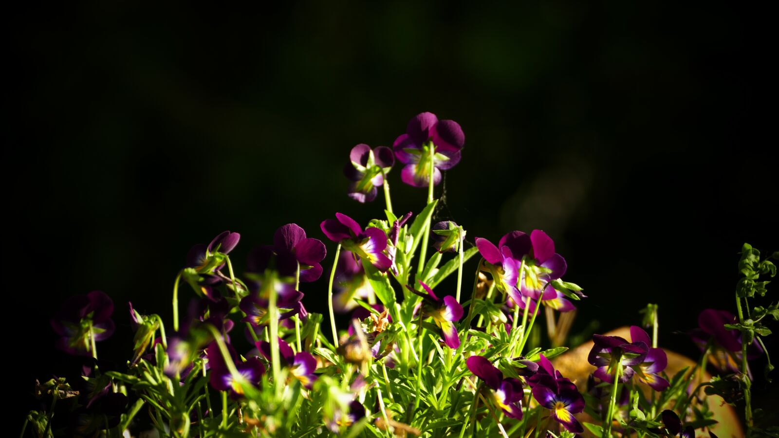 Panasonic Lumix DMC-FZ1000 sample photo. Flowers, violin, bosviooltje photography