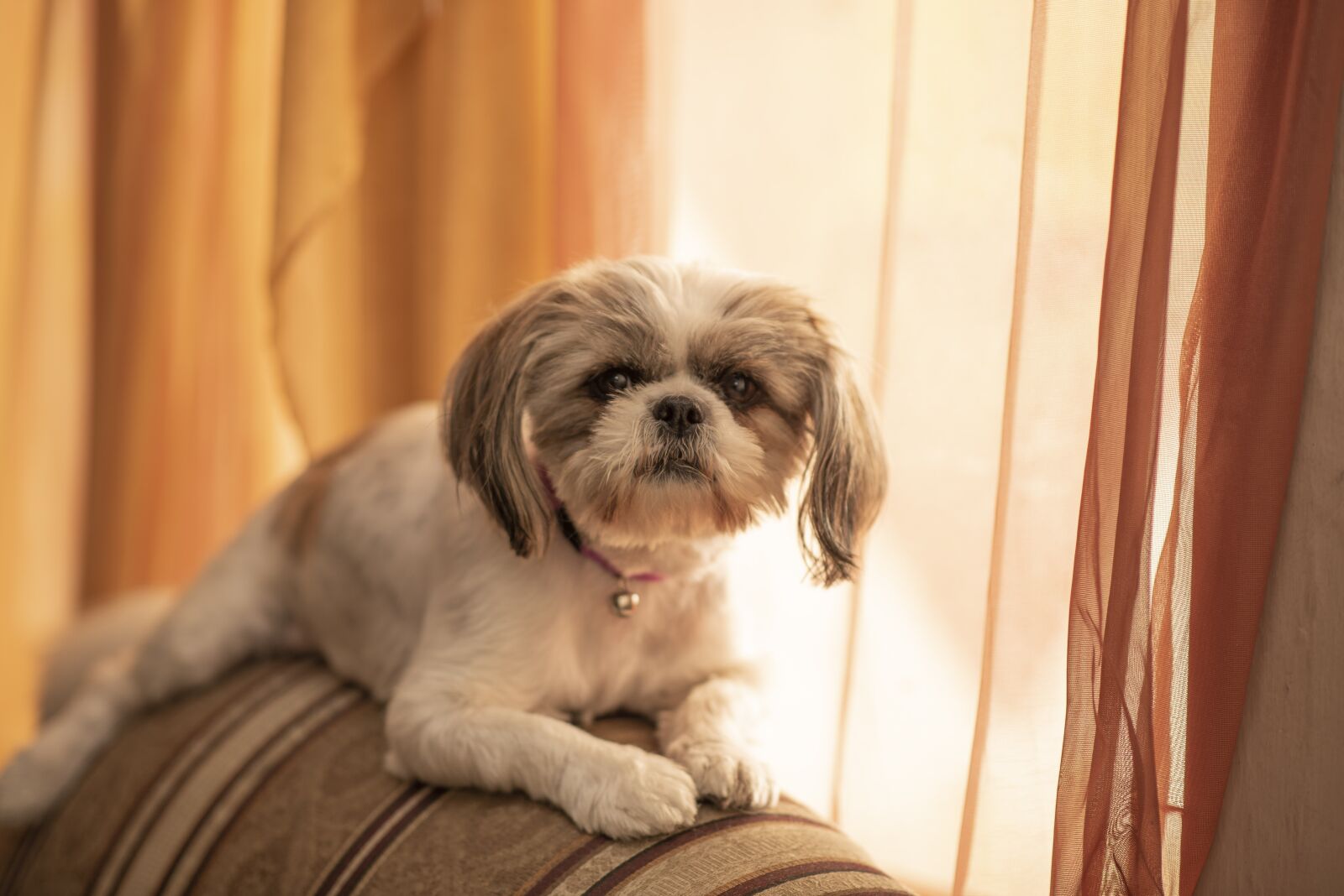 Nikon D600 sample photo. Dog, jitzu, pet photography
