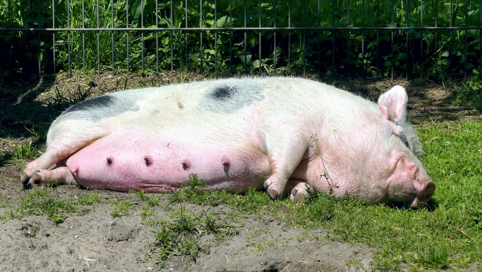 Panasonic Lumix DMC-FZ300 sample photo. Pig, sow, domestic pig photography