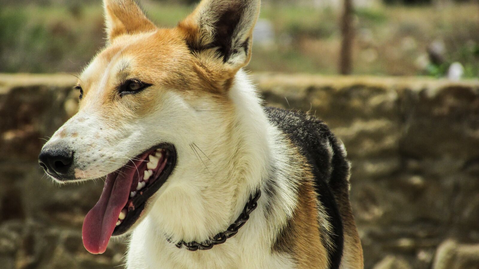 Canon PowerShot SX400 IS sample photo. Dog, portrait, animal photography
