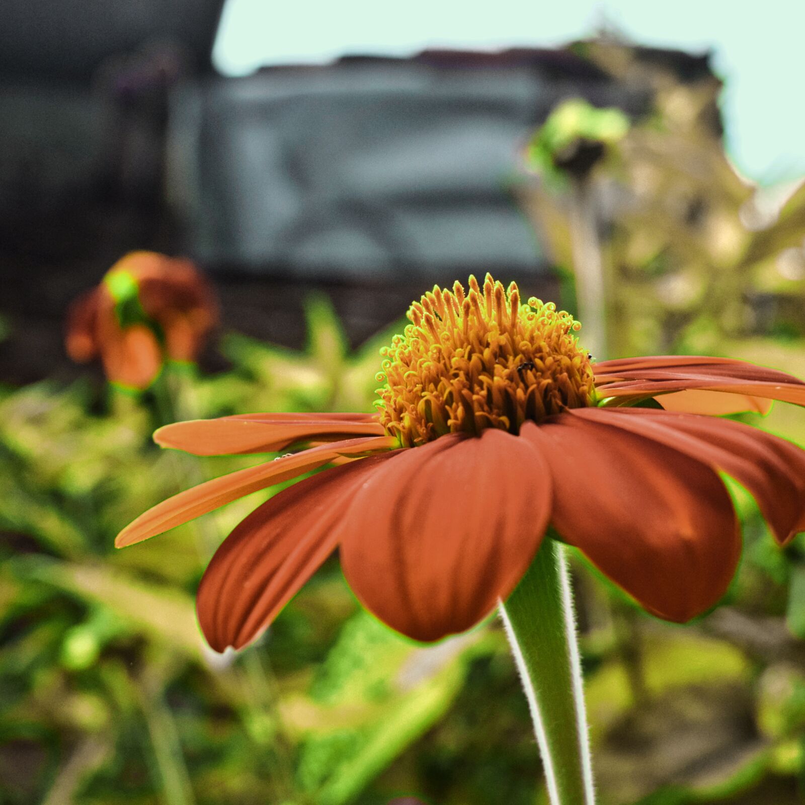 Nikon D3300 sample photo. Nature, flower, plant photography