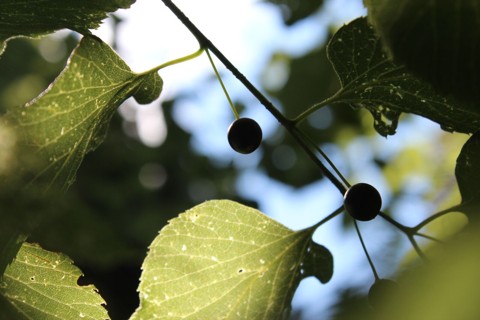 Canon EOS 600D (Rebel EOS T3i / EOS Kiss X5) sample photo. Leaves, summer, light photography