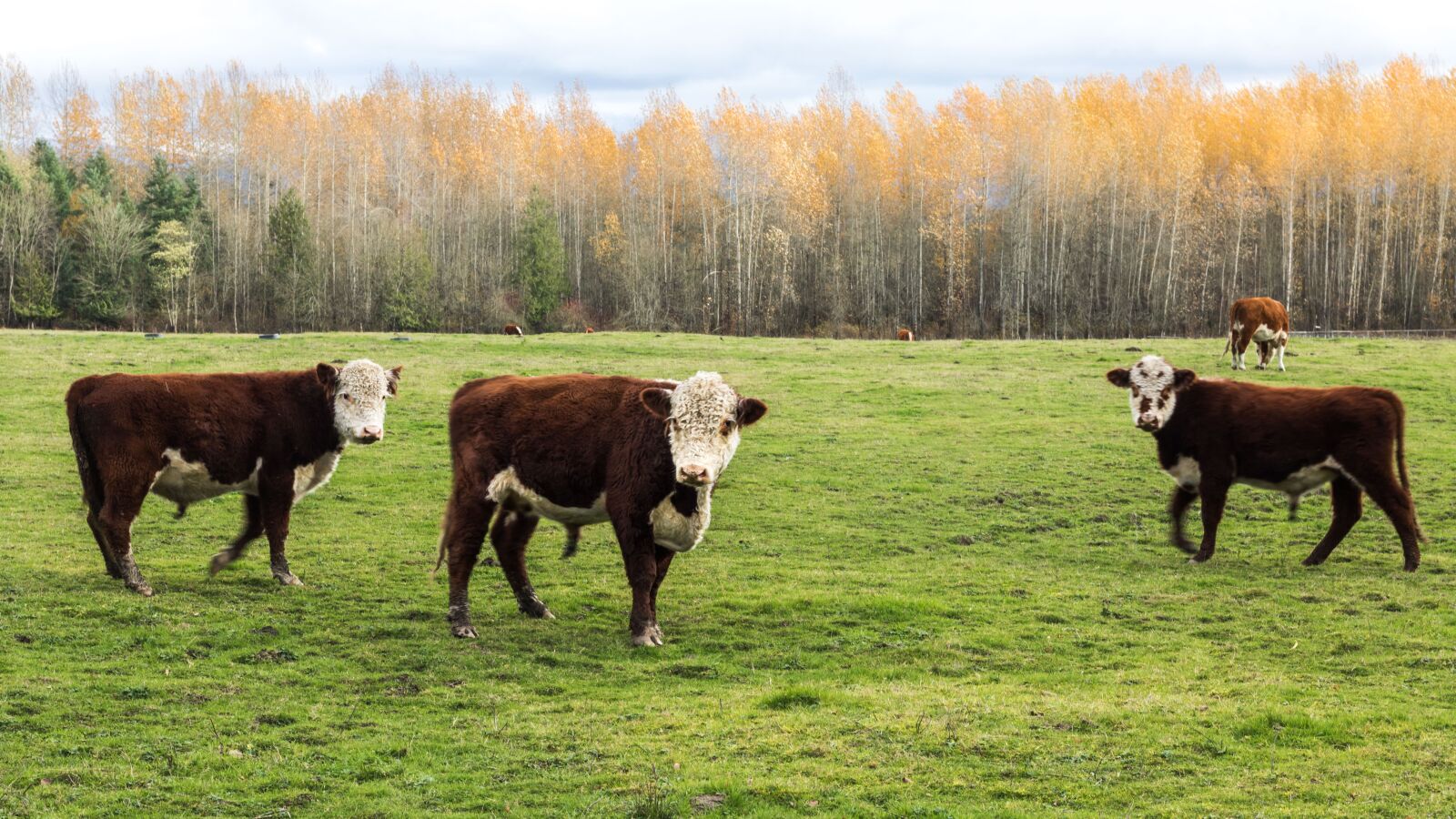 Canon EOS 750D (EOS Rebel T6i / EOS Kiss X8i) sample photo. Cows, washingon state, fall photography