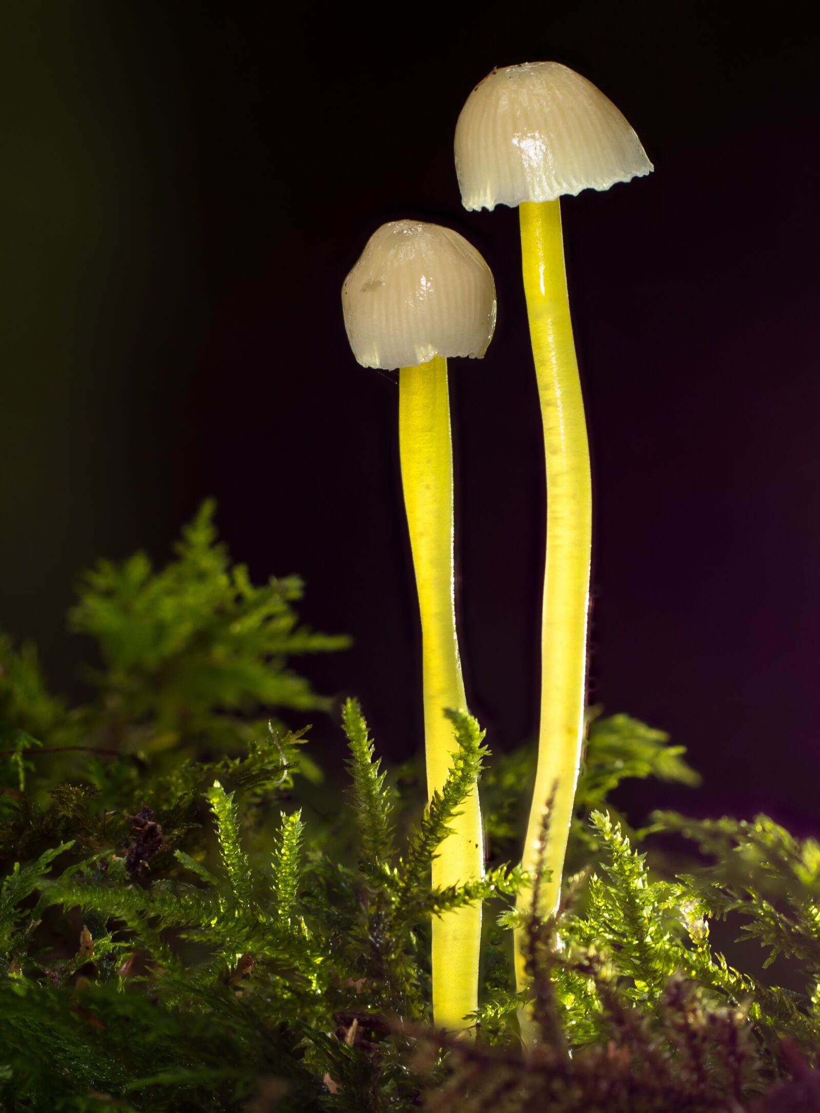 Tamron SP AF 60mm F2 Di II LD IF Macro sample photo. Mushroom, small mushroom, mushrooms photography