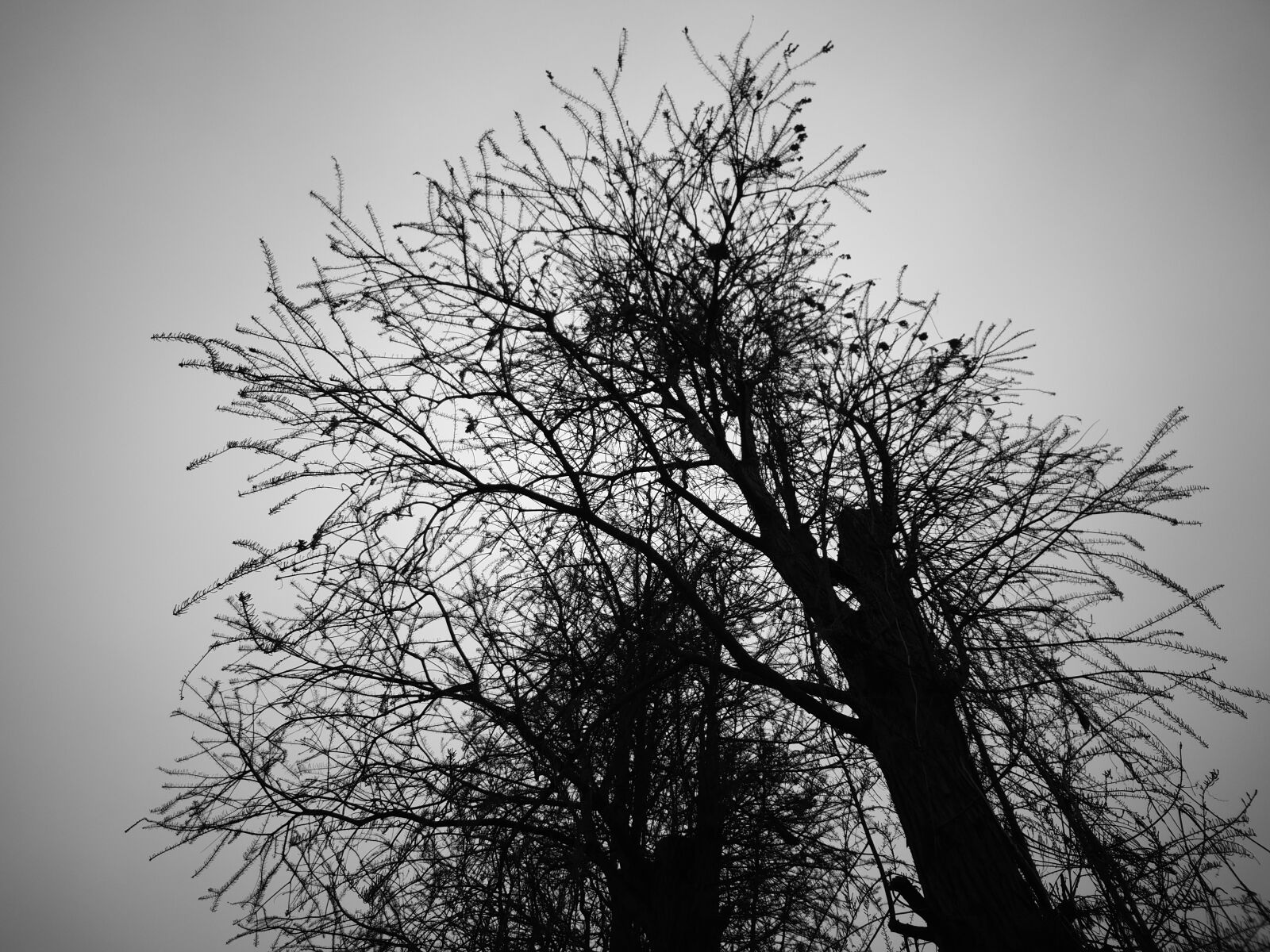 Xiaomi MI 5s Plus sample photo. Tree, silhouette, black and photography