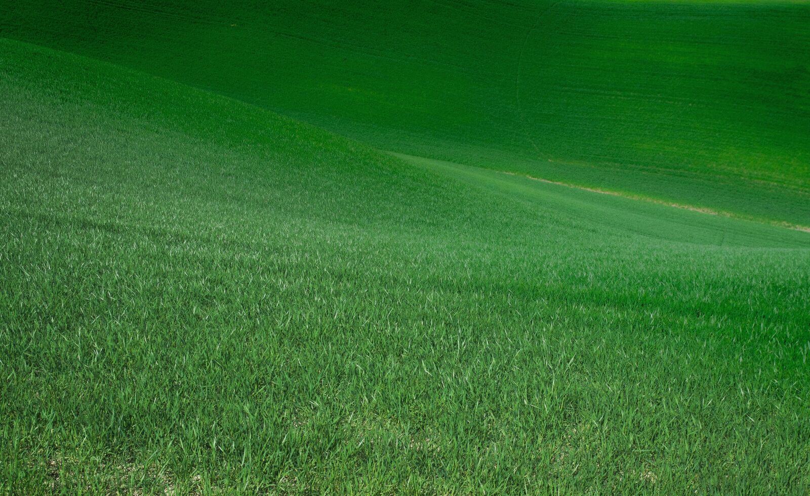 Nikon D3100 sample photo. Green, carpet, my photography