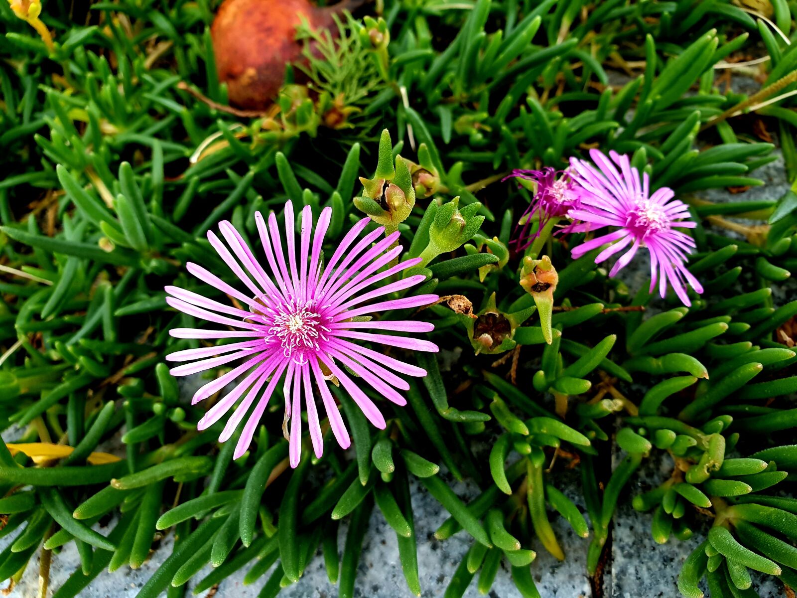Samsung Galaxy Note9 sample photo. Nature, flowers, plants photography
