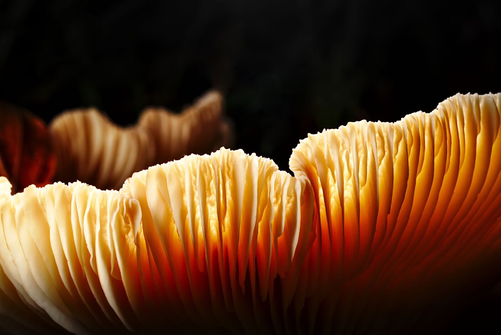 Canon EOS M5 sample photo. Forest, mushroom, close up photography