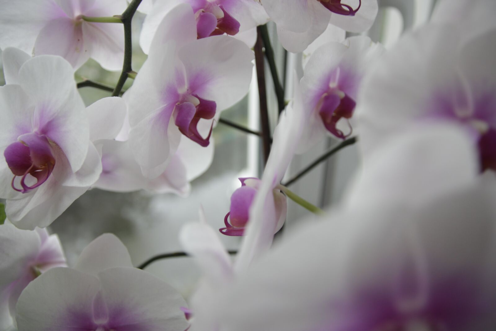 Canon EOS 550D (EOS Rebel T2i / EOS Kiss X4) sample photo. Flowers, bloom, orchid photography