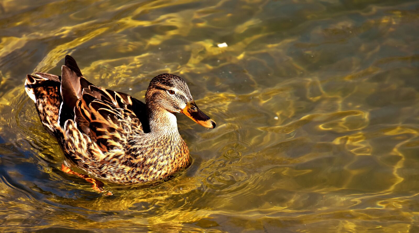 Nikon D7200 sample photo. Mallard, brown, animal world photography