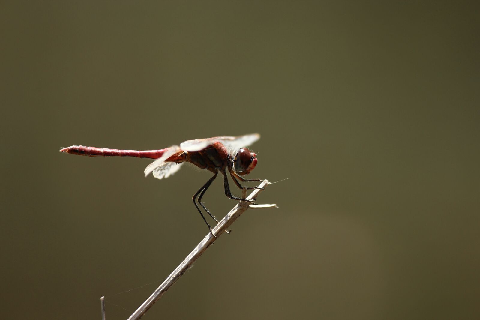 Canon EF-S 55-250mm F4-5.6 IS II sample photo. Dragonfly, fly, animal photography