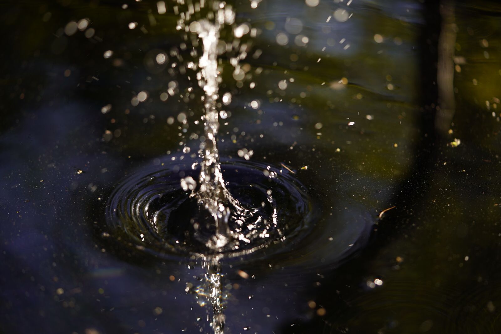 Sony a7 III sample photo. Water, drop, rain photography