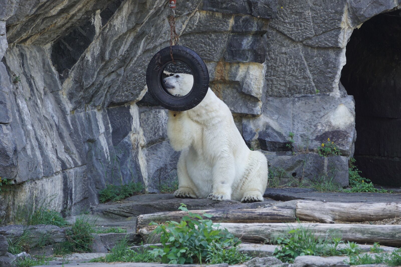Sony a6000 sample photo. Polar bear, animal world photography