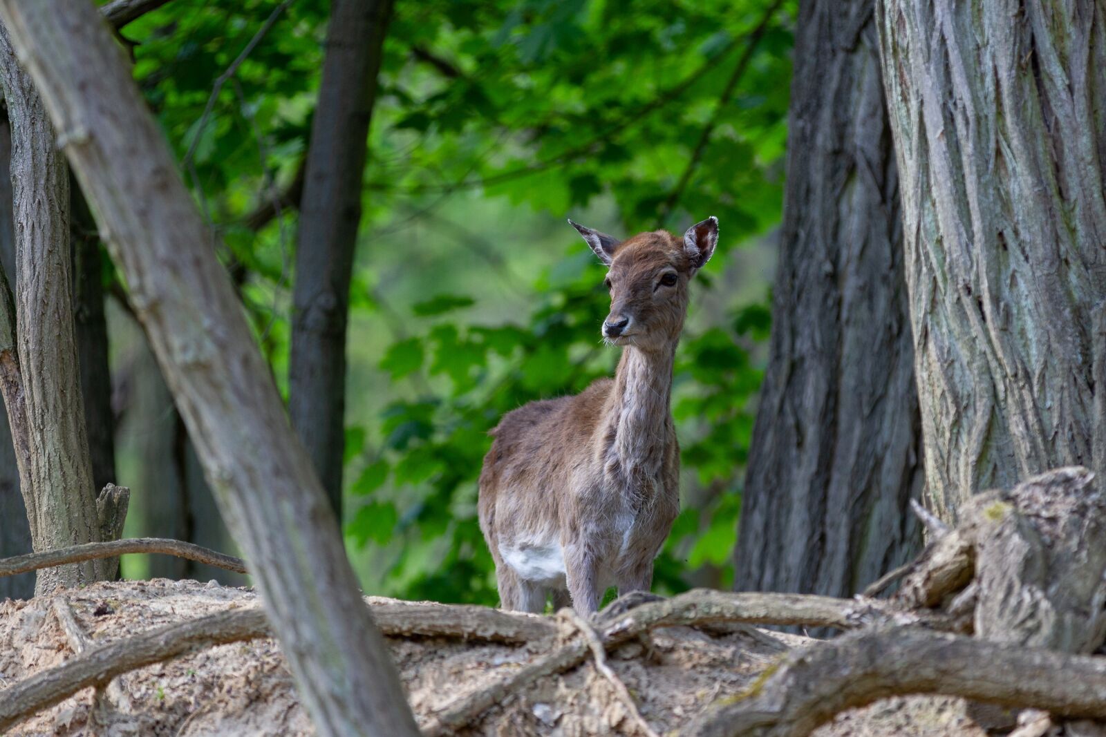 Canon EOS 7D sample photo. Red deer, doe, forest photography