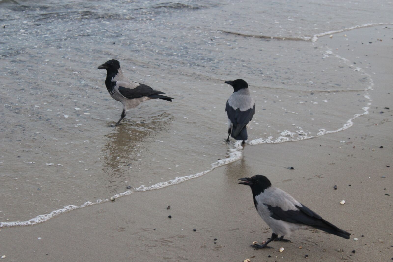Canon EOS 1300D (EOS Rebel T6 / EOS Kiss X80) sample photo. Bird, crow, hooded crow photography