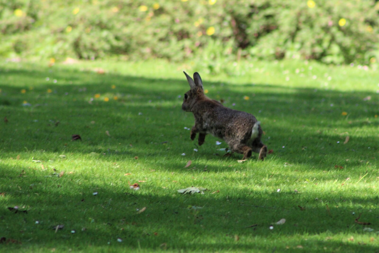 Canon EF75-300mm f/4-5.6 sample photo. Hare, rabbit, easter photography