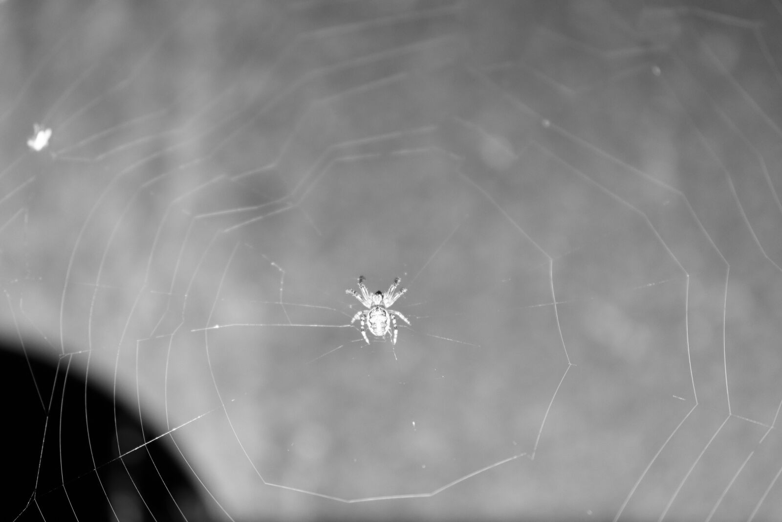 Canon EOS 200D (EOS Rebel SL2 / EOS Kiss X9) sample photo. Spider, black and white photography