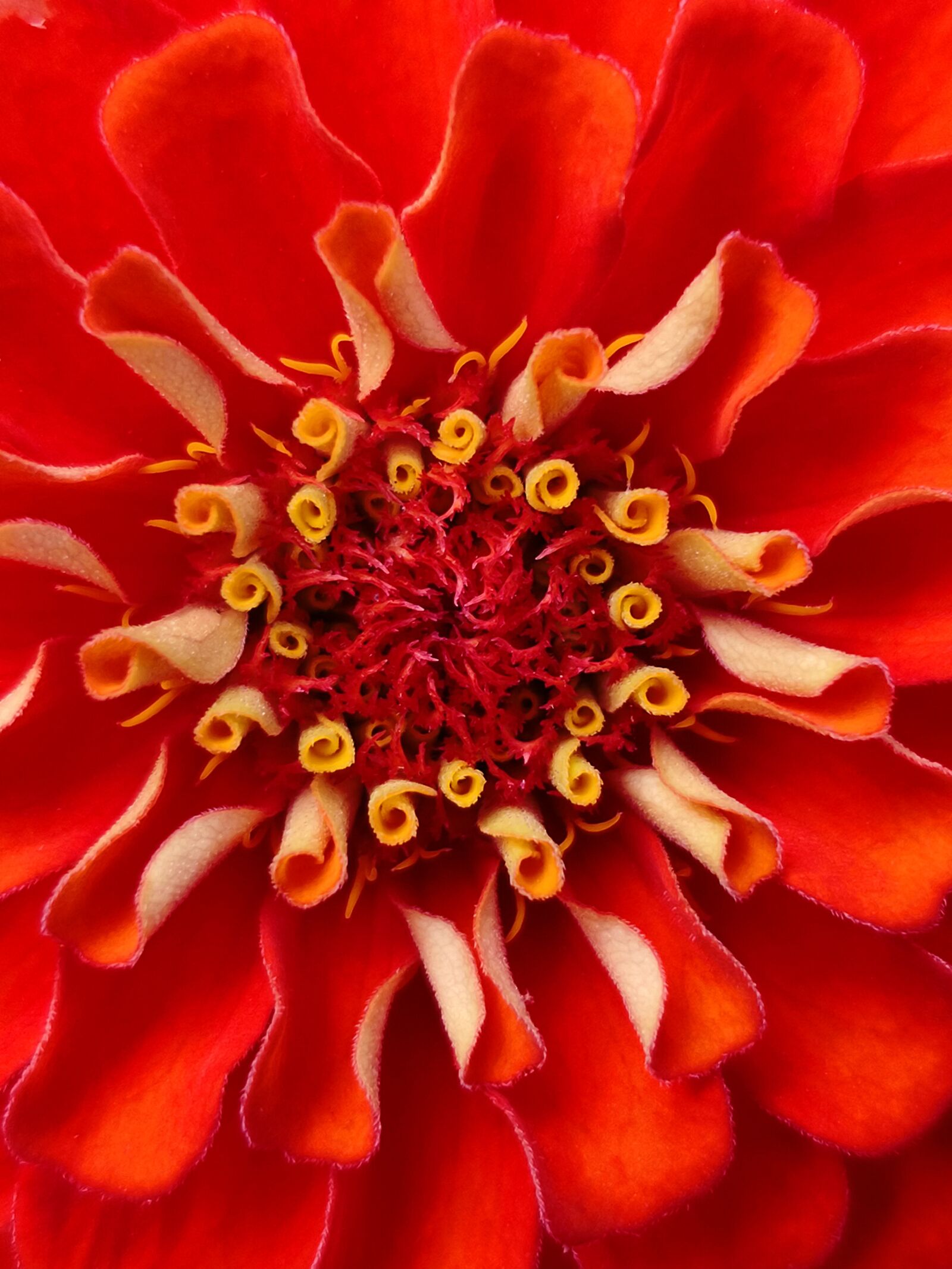 HUAWEI Mate 10 Pro sample photo. Flower, macro, nature photography
