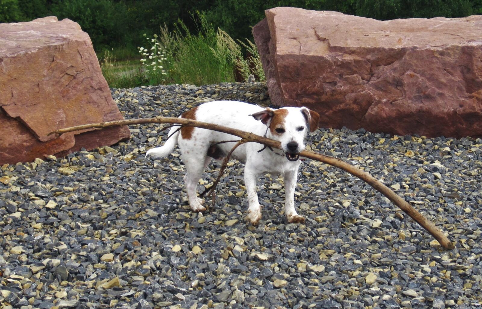 Canon PowerShot SD1200 IS (Digital IXUS 95 IS / IXY Digital 110 IS) sample photo. Dog, batons, floor photography