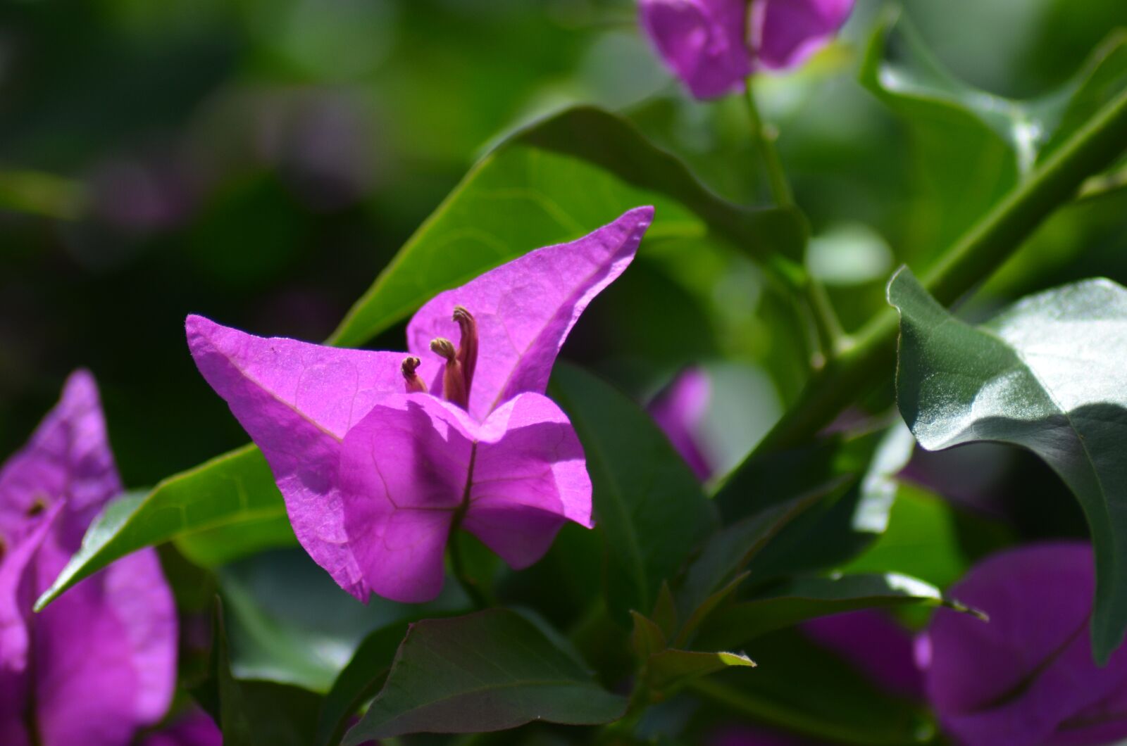 Nikon D5100 sample photo. Flowers, bougainvilleas, flower garden photography